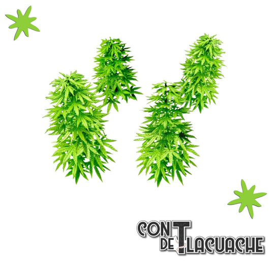 Hojas de plantas de papel MARI JUANA / CAN NABIS paper plant (laser cut) | Green Stuff World - Con T de Tlacuache - Green Stuff World