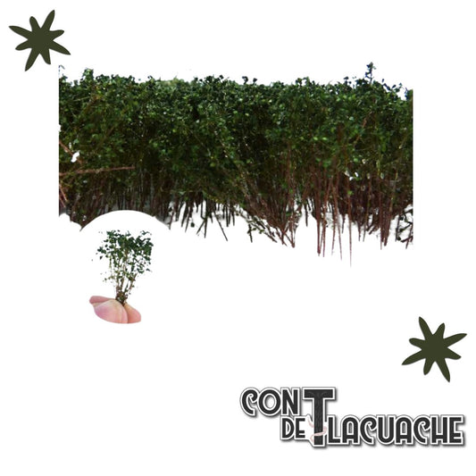 Matorral Alto / Tall Shrubbery - Yellow/Green | Green Stuff World - Con T de Tlacuache - Green Stuff World